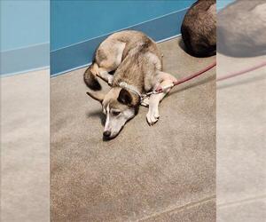 Huskies -Unknown Mix Dogs for adoption in Houston, TX, USA