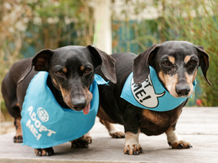 Dachshund Dogs for adoption in Pacific Grove, CA, USA
