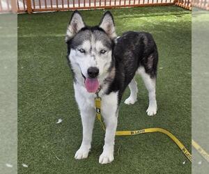 Siberian Husky-Unknown Mix Dogs for adoption in Las Vegas, NV, USA