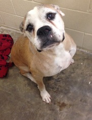 Boxer Dogs for adoption in Little Elm, TX, USA