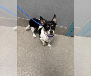 Chihuahua-Unknown Mix Dogs for adoption in Las Vegas, NV, USA