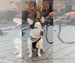 American Bulldog-Unknown Mix Dogs for adoption in Charlotte, NC, USA