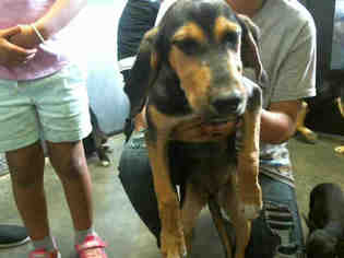 Black and Tan Coonhound Dogs for adoption in Tulsa, OK, USA