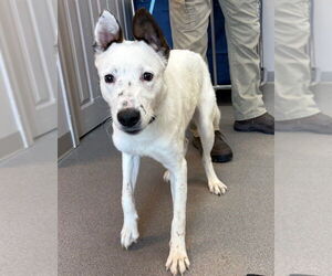 Mutt Dogs for adoption in La Porte, IN, USA
