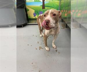 American Pit Bull Terrier-Unknown Mix Dogs for adoption in Waco, TX, USA
