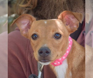 Daug Dogs for adoption in Huntley, IL, USA