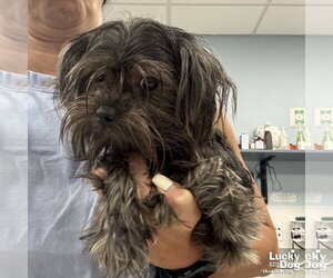 Shih Tzu-Unknown Mix Dogs for adoption in Washington, DC, USA