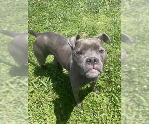 Boxer-Unknown Mix Dogs for adoption in Derwood, MD, USA