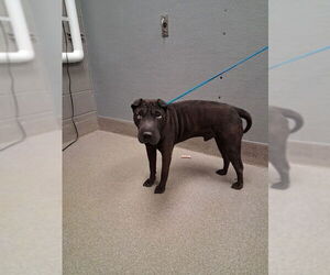 Chinese Shar-Pei-Unknown Mix Dogs for adoption in Las Vegas, NV, USA