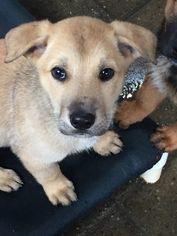 Shepweiller Dogs for adoption in Redding, CA, USA