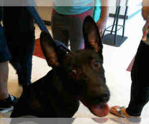 Medium Photo #1 German Shepherd Dog-Unknown Mix Puppy For Sale in Plano, TX, USA