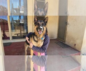 German Shepherd Dog Dogs for adoption in North Hills, CA, USA