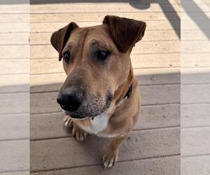 Labrador Retriever-Unknown Mix Dogs for adoption in Incline Village, NV, USA
