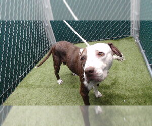 Mutt Dogs for adoption in Downey, CA, USA