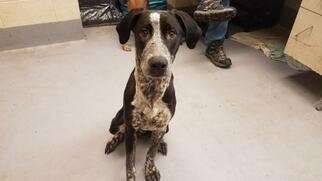 Pointer Dogs for adoption in Waterford, VA, USA