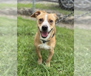 Jack Russell Terrier-Unknown Mix Dogs for adoption in Oakhurst, NJ, USA