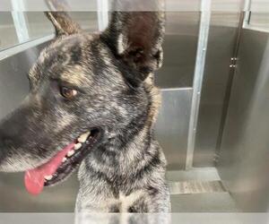 German Shepherd Dog Dogs for adoption in Orange, CA, USA