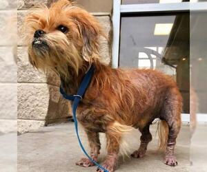 Shih Tzu Dogs for adoption in Marrero, LA, USA
