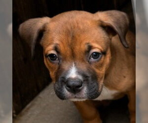 American Staffordshire Terrier-Unknown Mix Dogs for adoption in Lake Forest, CA, USA