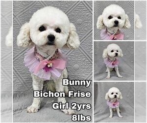 Small Bichon Frise