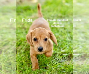 Dachshund Dogs for adoption in Studio City, CA, USA