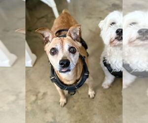 Miniature Pinscher Dogs for adoption in St. Augustine, FL, USA