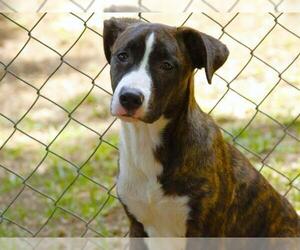 American Staffordshire Terrier-Australian Shepherd Mix Dogs for adoption in Tallahassee, FL, USA