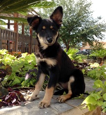 Medium Photo #1 Golden Shepherd Puppy For Sale in PIPE CREEK, TX, USA