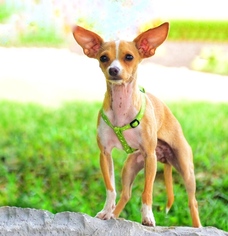 Chihuahua Dogs for adoption in House Springs, MO, USA