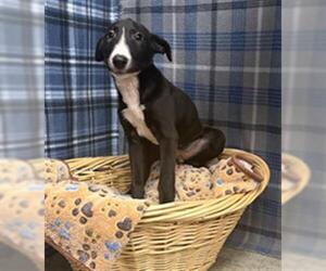 Labrador Retriever-Unknown Mix Dogs for adoption in Rosenberg, TX, USA