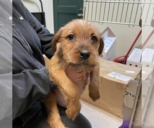 Mutt Dogs for adoption in Pasadena, CA, USA