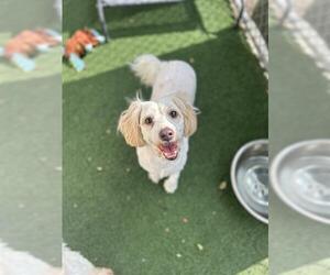Maltese-Unknown Mix Dogs for adoption in Chula Vista, CA, USA