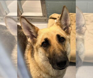 German Shepherd Dog Dogs for adoption in Winston Salem, NC, USA