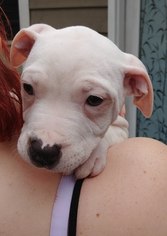 Bullboxer Pit Dogs for adoption in  Fort Mill , SC, USA
