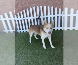 Alaskan Malamute Dogs for adoption in Modesto, CA, USA