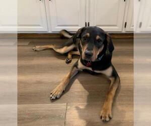 Shepweiller Dogs for adoption in Shakopee, MN, USA