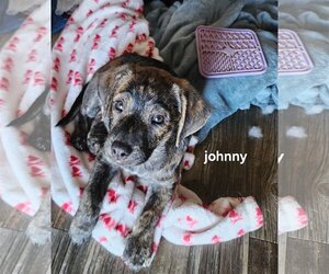 Catahoula Leopard Dog-Plott Hound Mix Dogs for adoption in Mechanicsburg, PA, USA
