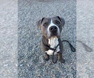 American Pit Bull Terrier-Unknown Mix Dogs for adoption in Palmetto, FL, USA