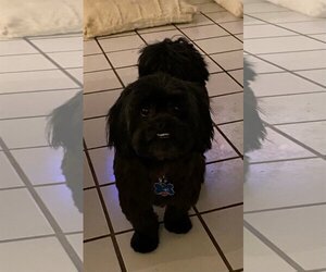 Shih Tzu Dogs for adoption in Norman, OK, USA