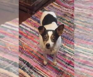 Rat Terrier Dogs for adoption in Stockport, OH, USA