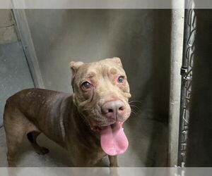American Pit Bull Terrier-Unknown Mix Dogs for adoption in San Bernardino, CA, USA