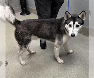 Siberian Husky-Unknown Mix Dogs for adoption in Las Vegas, NV, USA