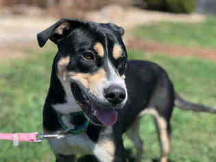 Shepradors Dogs for adoption in Urbana, IL, USA