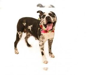Bullypit Dogs for adoption in Corona, CA, USA