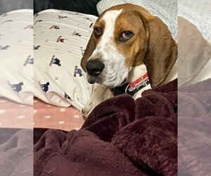 Basset Hound-Unknown Mix Dogs for adoption in Whittier, CA, USA