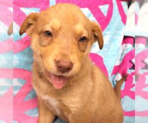 Siberian Husky-Unknown Mix Dogs for adoption in Thief River Falls, MN, USA
