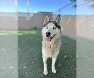 Siberian Husky Dogs for adoption in Chula Vista, CA, USA