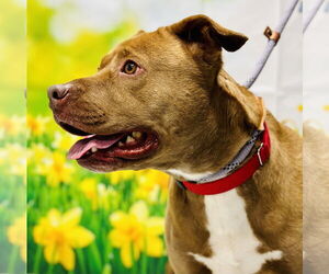 Labrador Retriever-Unknown Mix Dogs for adoption in Manahawkin, NJ, USA