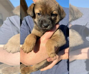 Mutt Dogs for adoption in Grafton, WI, USA