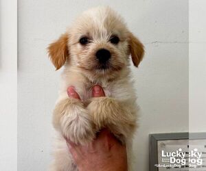 Mutt Dogs for adoption in Washington, DC, USA